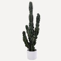 Usine gros gros syllabus de cactus artificiel bonsaï plantes vertes du désert tropical