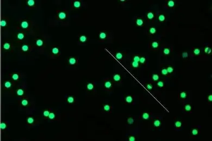 Microesferas TRF de Alta Sensibilidad para Pruebas Rápidas de Flujo Lateral, Partículas de Látex Fluorescentes Resueltas en Tiempo para Kits IVD - Product Image 5