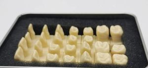 Modelo humano de 28 dientes aislados, formación de enseñanza oral, dentistas para aprender a enseñar, uso de 1,2 veces, modelo de base de diente <span class=keywords><strong>permanente</strong></span> - Product Image 2