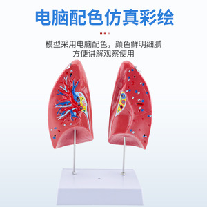 Modelo de anatomía del pulmón humano, material didáctico del sistema respiratorio, laringe, corazón, pulmones, segmentos pulmonares codificados por colores, estructura pulmonar - Product Image 5