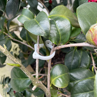 DD1714 Chat Design En Plastique Jardin Plantes Tiges Support Clips Fixation Greffage Pinces Tomate Vigne Tiges Clip