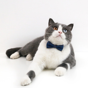 Collier de nœud <span class=keywords><strong>papillon</strong></span> réglable pour petits chiens et chats Accessoire formel pour animaux de compagnie pour les mariages et les fêtes - Product Image 5