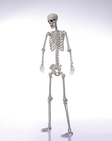 Squelette d'Halloween en plastique de 185 cm avec articulations mobiles, os humains, corps entier, effrayant, pour la décoration de fête d'Halloween