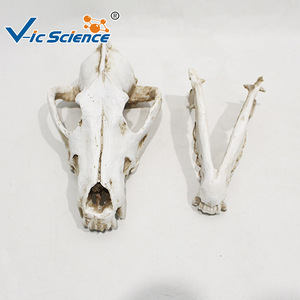 Modelo esquelético de cráneo de lobo para enseñanza, cráneo de animal salvaje simulado, exhibición de popularización y apreciación de la ciencia veterinaria. - Product Image 1