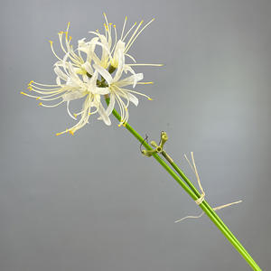 Fleurs <span class=keywords><strong>Higanbana</strong></span> artificielles de haute qualité en plusieurs couleurs réalistes pour la décoration murale du Nouvel An de la remise des diplômes de Noël en gros - Product Image 5