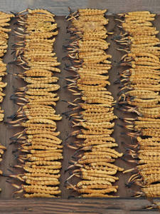 Bulk Pure Melhor <span class=keywords><strong>Cordyceps</strong></span> Militaris <span class=keywords><strong>Tibet</strong></span> <span class=keywords><strong>Cordyceps</strong></span> <span class=keywords><strong>Sinensis</strong></span> Medicina Chinesa <span class=keywords><strong>Cordyceps</strong></span> <span class=keywords><strong>Sinensis</strong></span> Seco - Product Image 5