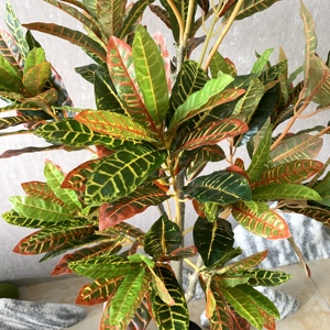 Haut de gamme couleur changeante <span class=keywords><strong>bois</strong></span> saupoudré Ficus faux arbre plante sol en pot salon intérieur fleur décoration vert bonsaï - Product Image 3