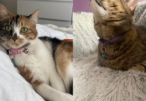 <span class=keywords><strong>Collar</strong></span> de Seguridad para Mascotas NiBao de Liberación Rápida, Personalizable con Logotipo, de Nailon, Ajustable, Bonito y Seguro para Gatos - Product Image 6