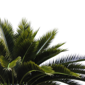 Quạt Giả Nhân Tạo Cây Cọ Lá Barhi Date Cây Cọ Ở Ả Rập Saudi - Product Image 6