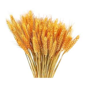 Bouquet <span class=keywords><strong>de</strong></span> fleurs séchées écologiques en forme <span class=keywords><strong>d</strong></span>'<span class=keywords><strong>épi</strong></span> <span class=keywords><strong>de</strong></span> <span class=keywords><strong>blé</strong></span> doré, simulation <span class=keywords><strong>d</strong></span>'<span class=keywords><strong>orge</strong></span> pour aménagement paysager, <span class=keywords><strong>d</strong></span>écoration <span class=keywords><strong>de</strong></span> maison, mariage, Noël, cadeau DIY en gros - Product Image 1