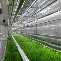 Système hydroponique intelligent et écologique pour la culture de l'herbe fraîche, avec pompe, pour les fermes d'ovins, caprins et bovins