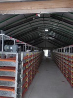 Cage d'élevage de cailles durable et confortable / Cage de ponte pour cailles HJ-QC400B