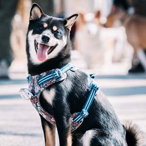 Truelove selempang ringan kucing anjing dapat disesuaikan dan berjalan tali penuntun perlengkapan hewan peliharaan grosir produksi anjing Harness hewan peliharaan - Product Image 1