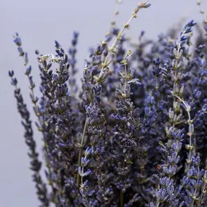 Ramo de flores de lavanda real seca personalizada Xun Yi Cao racimos de lavanda preservados fragantes naturales a la venta