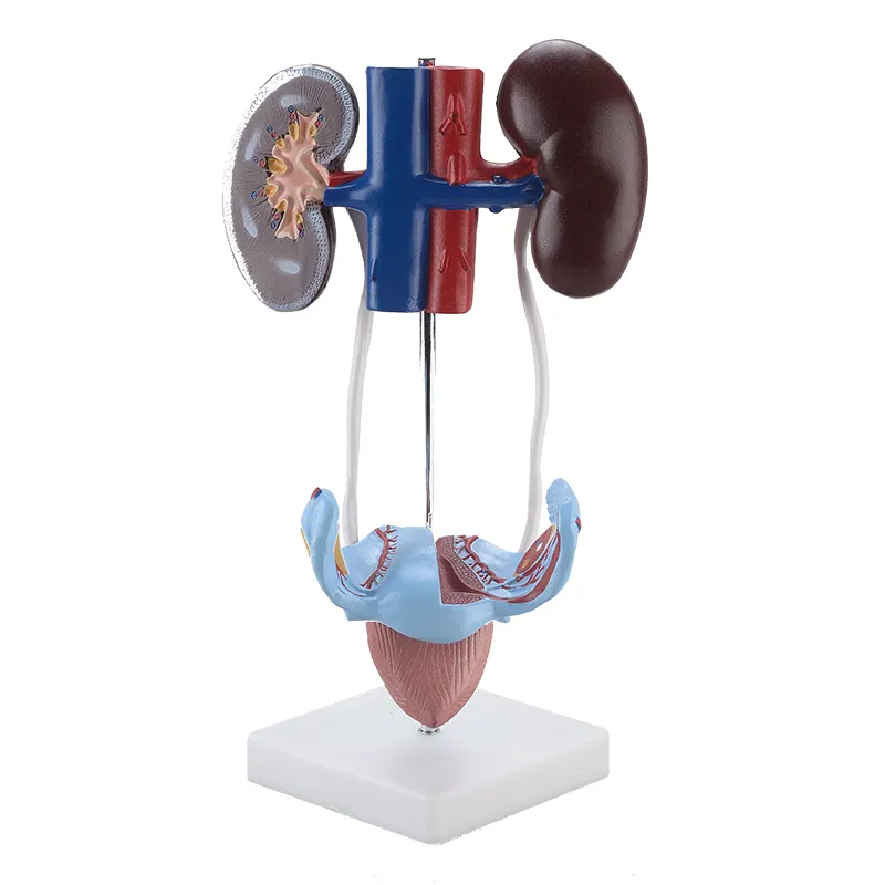 Leerapparatuur Pvc Medische Menselijke Anatomische Nier Urineleider Blaas Baarmoeder Model