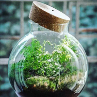Lampe LED en bois massif poli pour boîte à piles, éclairage de croissance pour micro-paysages de bureau, lumière ornementale en matériau naturel pour vase
