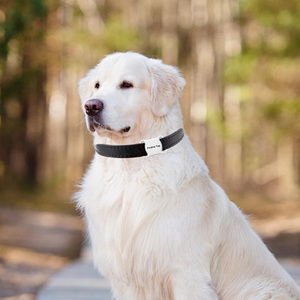 Traceur GPS pour animaux de compagnie, collier pour chien, étanche IP7, application Android, appareil intelligent Bluetooth - Product Image 2