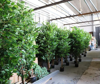 Arbre ficus banian artificiel de grande taille 300 cm personnalisé en usine QiHao pour la vente en plein air