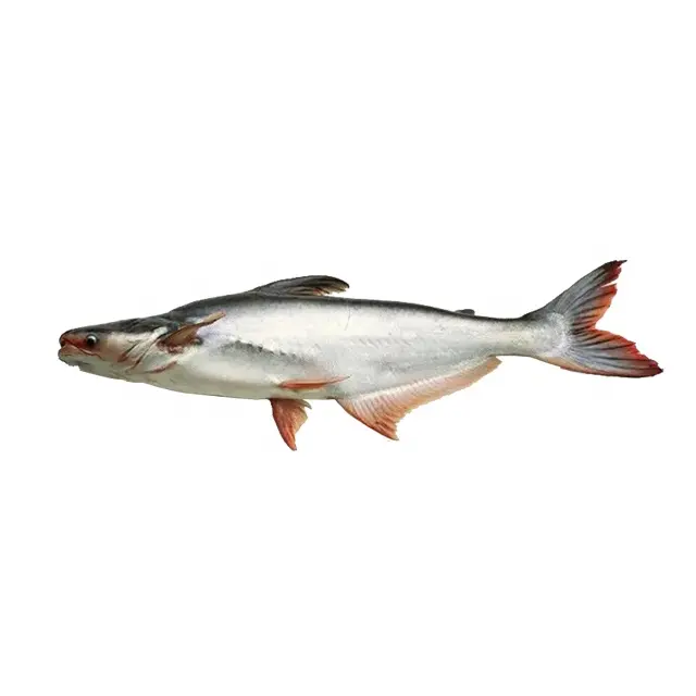 Proveedores de pescado congelado Precio de pescado redondo entero Basa IQF a granel 10kg/CTN Pangasius congelado