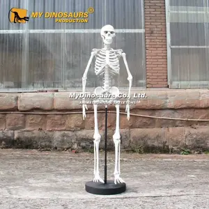 MyDino HS003 Human Skeleton for Exhibition