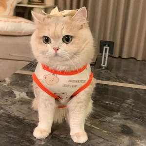 Mignon gilet d'été INS pour chat, respirant, anti-chute de poils, vêtement pour animaux de compagnie pour chatons Golden Gradient, Ragdoll, British Shorthair - Product Image 2