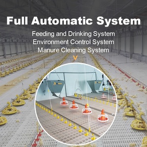 Hệ Thống Nuôi Gà Thịt Tự Động Thiết Bị Cho Ăn Gia Cầm Nuôi Gà Trên Mặt Đất - Product Image 3