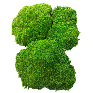 Naturel Réel Préservé Chignon Mousse Pôle Mousse Leucobryum Glaucum pour DIY Art Mousse Panneau - Product Image 6