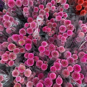 Échinops <span class=keywords><strong>bleu</strong></span> (globe <span class=keywords><strong>bleu</strong></span>) préservé, fleurs séchées bleues naturelles pour mariage, maison, décoration rustique - Product Image 3