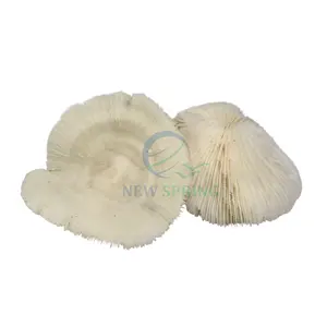 High Quality Natural Decorative Craft Mix Sea Shells For Home Decoration Best Price In Viet Nam