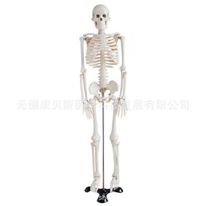 Modelo de Esqueleto Humano KBS/XC102 de 85 cm para Ajuste Óseo, Demostración de Yoga y Gimnasia, Enseñanza y Dibujo - Product Image 3