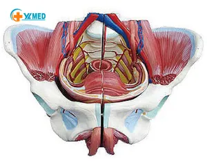 Ciencia médica Anatomía médica femenina Modelo pélvico y vaso reproductivo Modelo de anatomía uterina neuromuscular desmontable