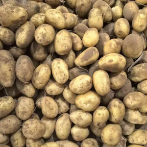 Pommes <span class=keywords><strong>de</strong></span> <span class=keywords><strong>terre</strong></span> fraîches Yukon Gold <span class=keywords><strong>Russet</strong></span> certifiées Global GAP HACCP, emballage <span class=keywords><strong>de</strong></span> 5 kg, 10 kg, 15 kg, carton pour supermarché, export - Product Image 3