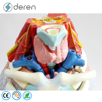 Modèle d'anatomie de la cavité thoracique grandeur nature en silicone souple PVC, cœur et poumons, couleur naturelle, pour les écoles de médecine et les universités