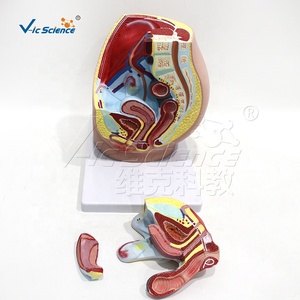 Modello Anatomico Avanzato del Pelvi Femminile Umano - Product Image 2