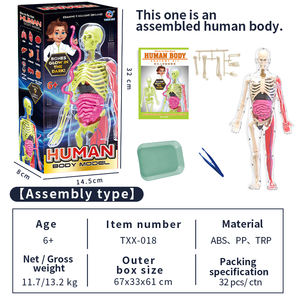 ของเล่นเสริมการเรียนรู้วิทยาศาสตร์ชีวภาพแบบเรืองแสงในที่มืด รูปแบบกายวิภาคศาสตร์มนุษย์ 3 มิติ สำหรับเด็ก - Product Image 3