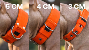 OEM <span class=keywords><strong>2</strong></span> pulgadas táctico perro <span class=keywords><strong>Collar</strong></span> acolchado <span class=keywords><strong>Martingale</strong></span> media Correa galgo collares Material de nailon remache personalizable impresión <span class=keywords><strong>Collar</strong></span> para mascotas - Product Image 5