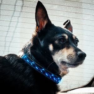 LINLI 공장 주문 2021 새로운 애완 동물 부속품 마구 개인화된 로고 조정가능한 공백 보통 나일론 애완 동물 Led 개 목걸이 - Product Image 4