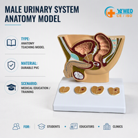 Modèles anatomiques du système urinaire masculin pour la science médicale, modèle de bassin masculin humain avec section de pathologie de la prostate