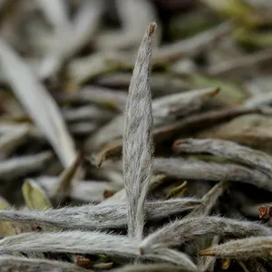 Aiguille argentée de thé blanc biologique sain