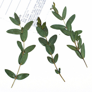 Feuilles et branches d'<span class=keywords><strong>eucalyptus</strong></span> séchées naturelles pour la création de cadres photo, marque-pages, cartes et décoration intérieure - Product Image 2