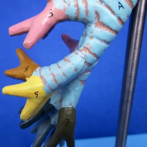 Mô Hình Phế Quản Giải Phẫu Có Thể Tháo Rời, Mô Hình Cây Phế Quản, Thanh Quản Và Khí Quản - Product Image 5