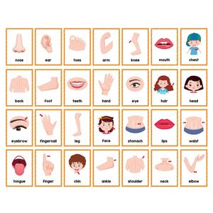 Materiales Didácticos para Principiantes en Lectura, Vocabulario para Autismo, Palabras de Alta Frecuencia, Partes del Cuerpo, Tarjetas de Aprendizaje - Product Image 5