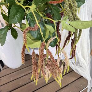 Branche d'arbre de peuplier artificielle Jinxi 90 cm en plastique pour décoration de mariage et de maison, blanc, rose, caramel, café, bleu, violet - Product Image 2