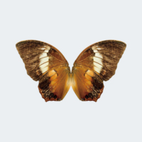 Ornithoptère RC ZYHOBBY Bionic Butterfly 780 mm, cadre en fibre de carbone, modèle d'oiseau volant hautement réaliste pour les loisirs en plein air