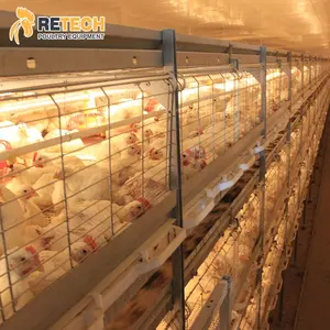 Large Scale Modern Design Broiler Poultry Farm In Automatic Cage System