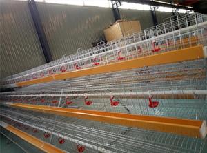 Chất Lượng Hàng Đầu Gia Cầm Thiết Bị Trang Trại Đẻ Trứng Gà Lồng Hệ Thống Hai Lớp Pin Gà Lồng - Product Image 6