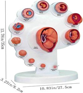 Science médicale 21 pièces modèle de développement d'embryon utérin, assemblage de processus de croissance d'organe fœtal, éducation assistée de fertilité - Product Image 3