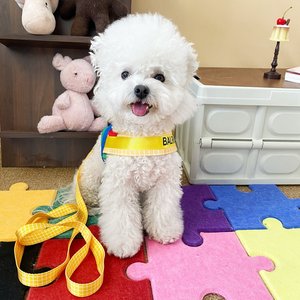 Arnés y Correa para Mascotas con Bloques de Color, Ajustable para Perros Pequeños, Chaleco para Pasear - Product Image 4