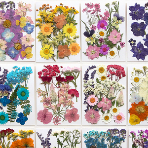 Vente en gros DIY variétés de fleurs séchées en mariage et maquillage ongles pressé fleur Bijoux carte postale décoration - Product Image 2