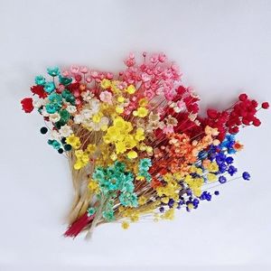 Gran oferta, Margarita Natural seca, Mini estrella, <span class=keywords><strong>flor</strong></span> seca, <span class=keywords><strong>queso</strong></span>, Margarita, <span class=keywords><strong>flor</strong></span> <span class=keywords><strong>de</strong></span> Margarita seca brasileña - Product Image 6